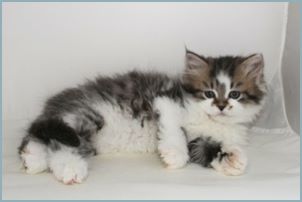 Female Siberian Kitten from Deedlebug Siberians